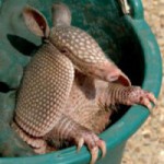 ArmadilloHuechero