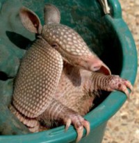 ArmadilloHuechero