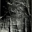 Black and white photo of a Maya stone stela face lying on the ground, it depicts a man in elaborate regalia, but the stela has clearly been broken into several large and irregularly shaped pieces.